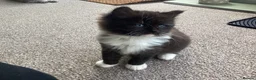 Ragdoll cats for sale: Ragdoll x mixed breed - Advert 15