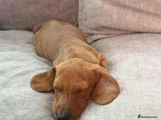 Miniature Dachshund dogs Miniature dachshunds - Advert 15