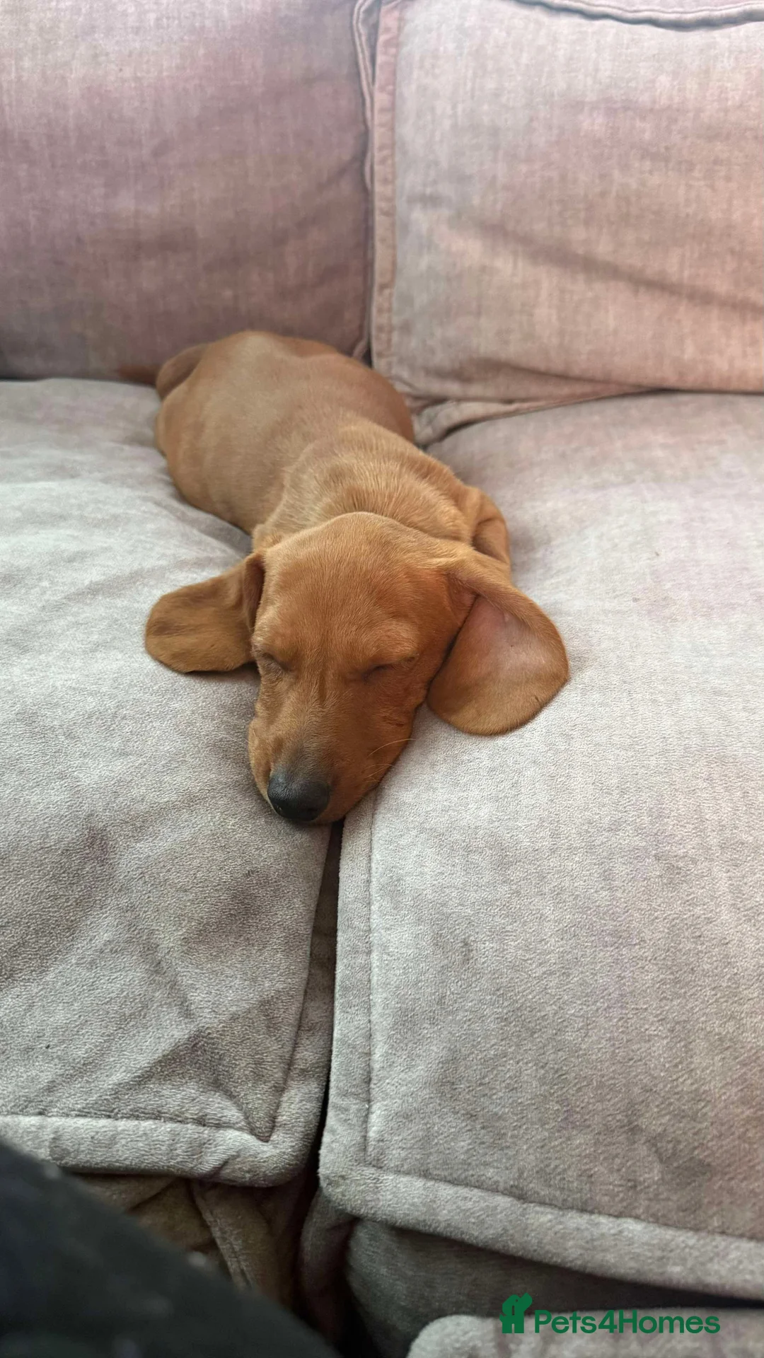 Miniature Dachshund dogs for sale: Miniature dachshunds - Advert 1