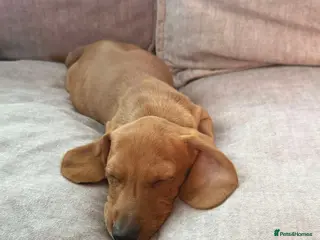 Miniature Dachshund dogs Miniature dachshunds - Advert 10