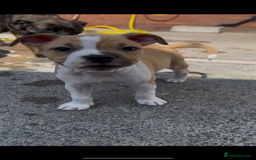 Staffordshire Bull Terrier dogs for sale: 13 week old pup for sale  - Image 5