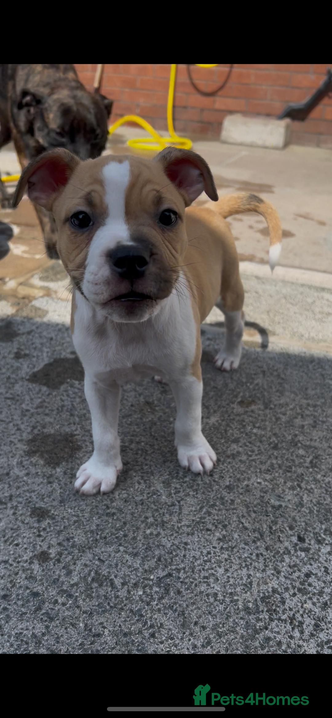 Staffordshire Bull Terrier dogs for sale: 13 week old pup for sale  - Image 5