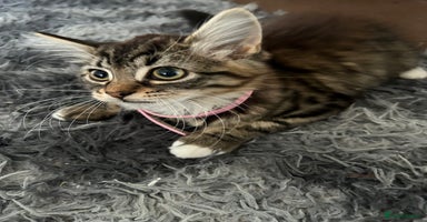 Mixed Breed cats - Advert 11