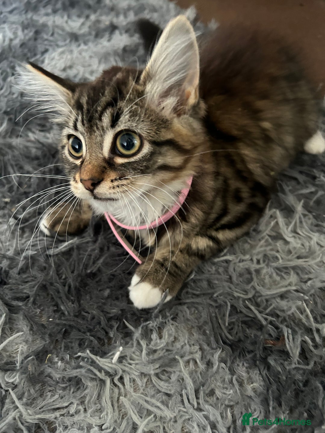 Mixed Breed cats for sale: Two cats for sale. - Image 3