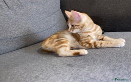 British Shorthair cats for sale: 7 Gorgeous ginger BSHxASH kittens to be rehomed - Image 10