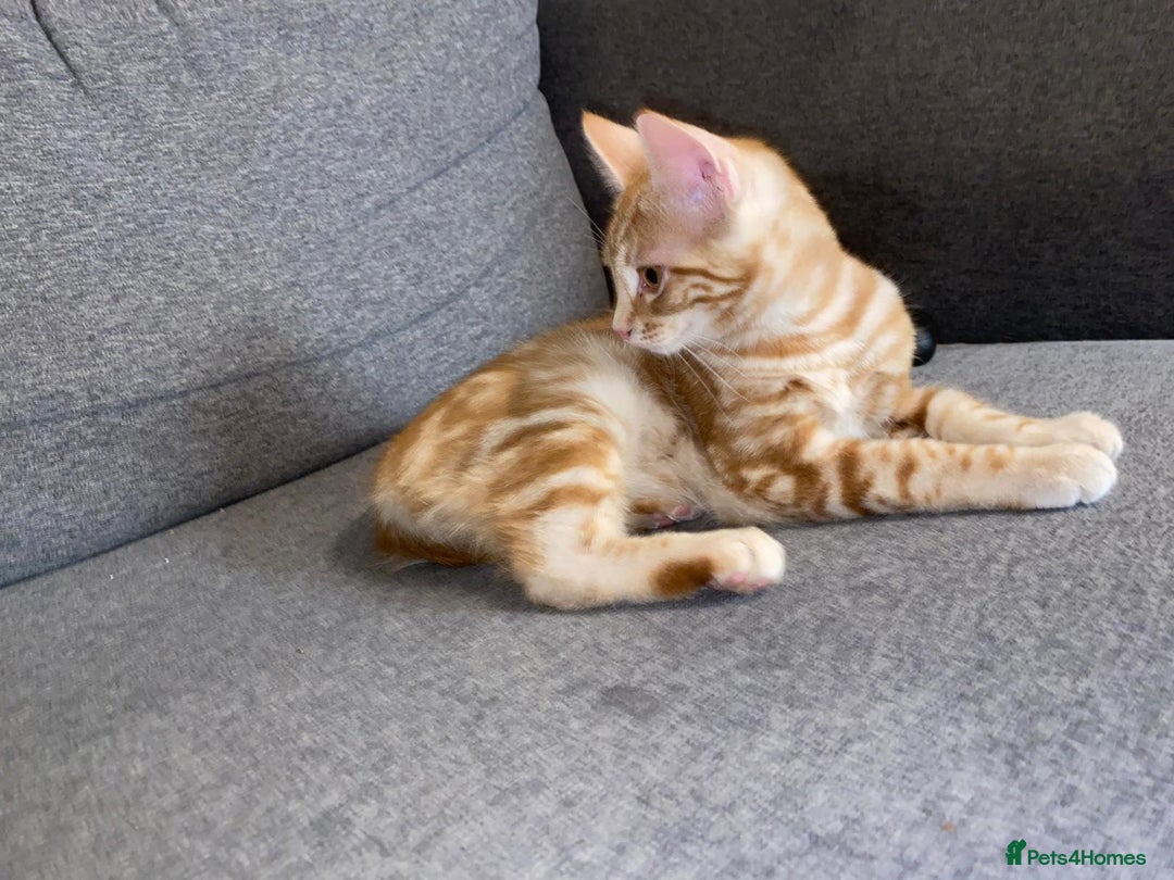 British Shorthair cats for sale: 7 Gorgeous ginger BSHxASH kittens to be rehomed - Image 10