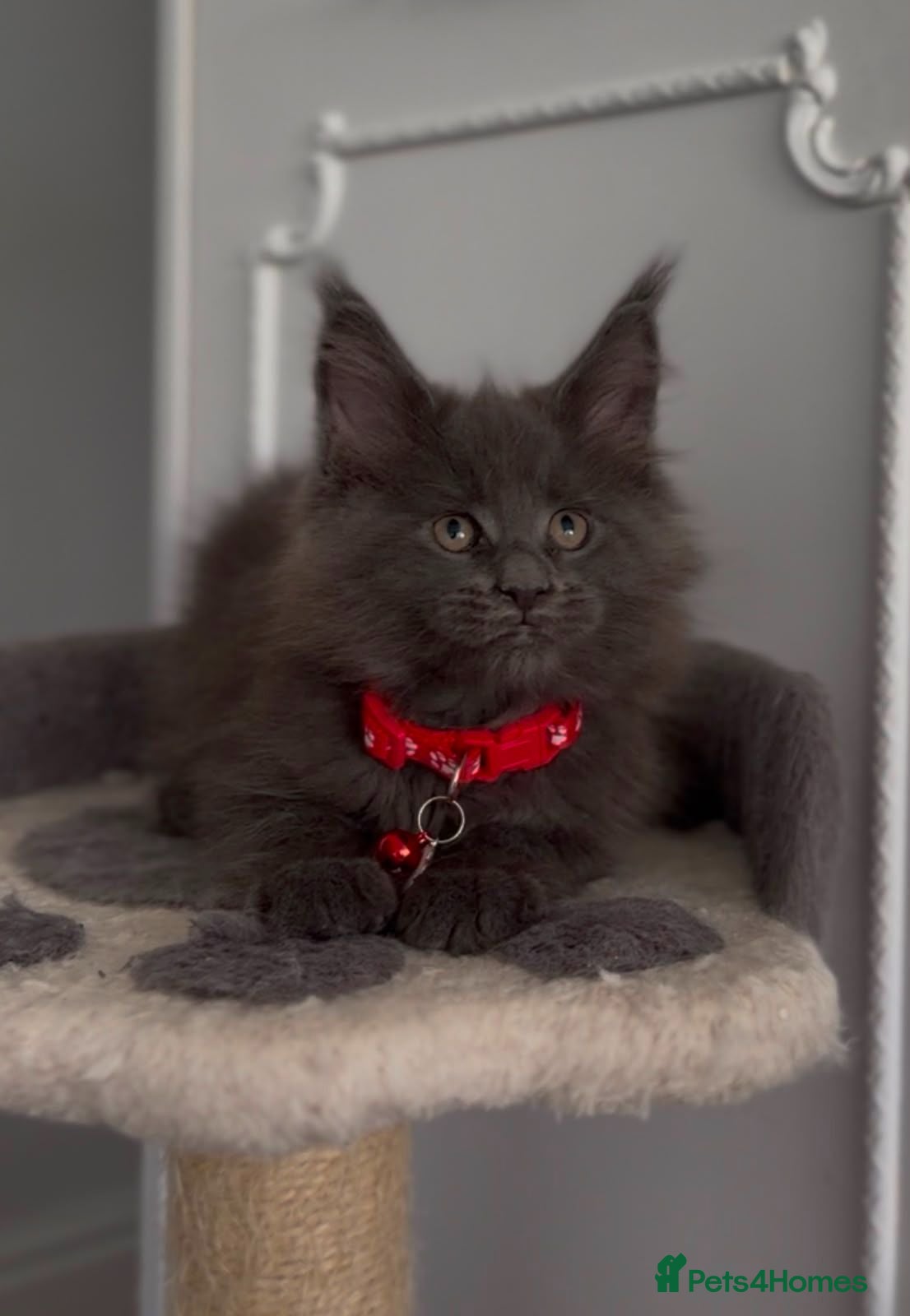 Maine Coon cats Stunning TICA MaineCoon Kittens 🩵 - Advert 18