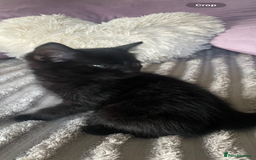Mixed Breed cats for sale: 3 amazing kittens  - Image 8