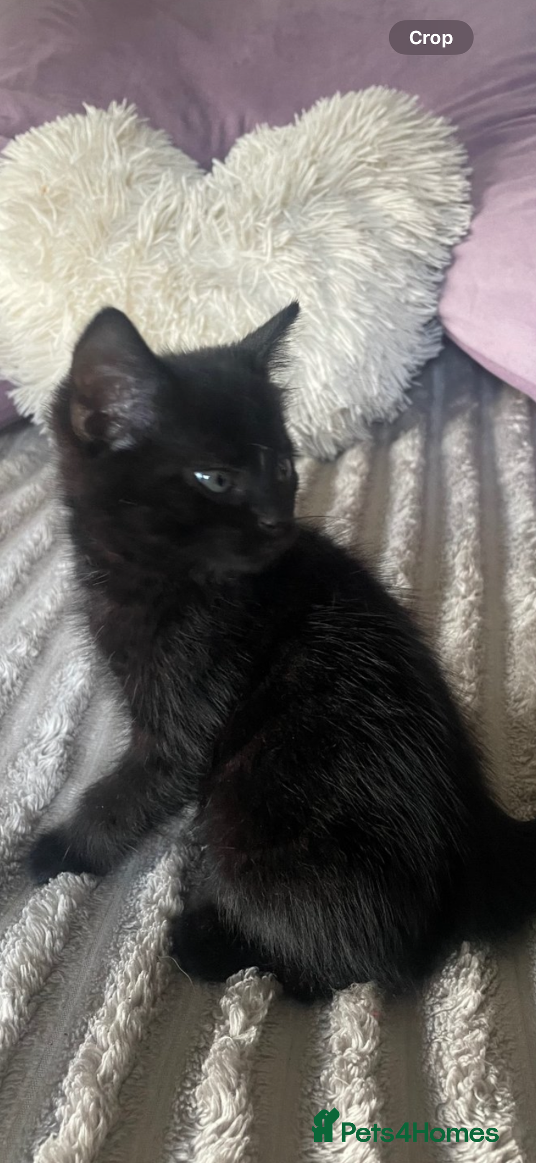 Mixed Breed cats for sale: 3 amazing kittens  - Image 8