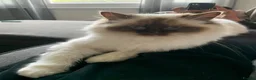 Ragdoll cats for sale: Ragdoll cross (mother is the ragdoll) kittens £350 - Advert 7