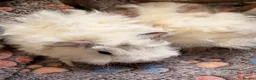 Guinea Pig rodents for sale: LOVELY BABY GUINEA PIGS - Advert 10
