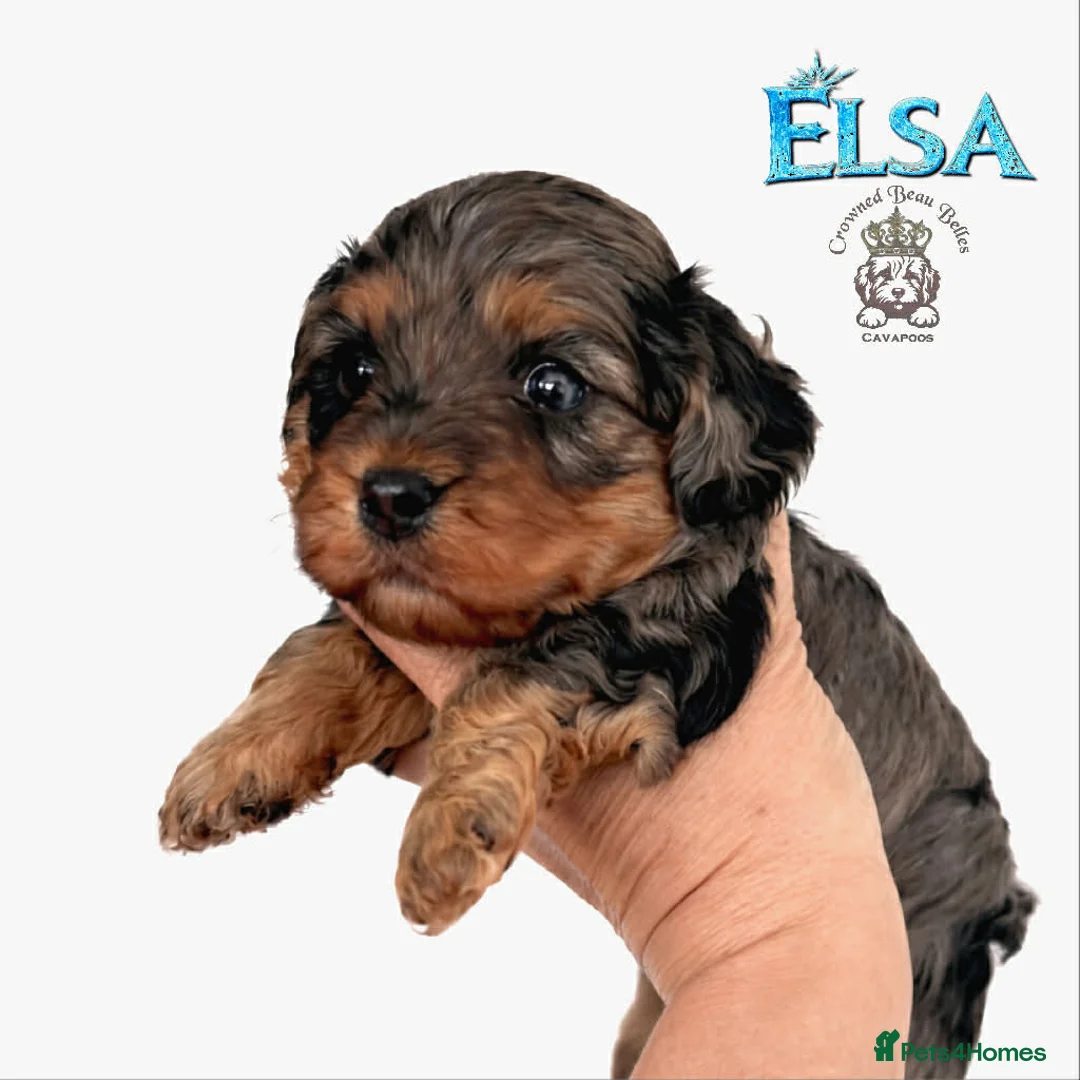 Cavapoo dogs for sale: Beautiful F1 Cavapoo puppies  - Advert 1