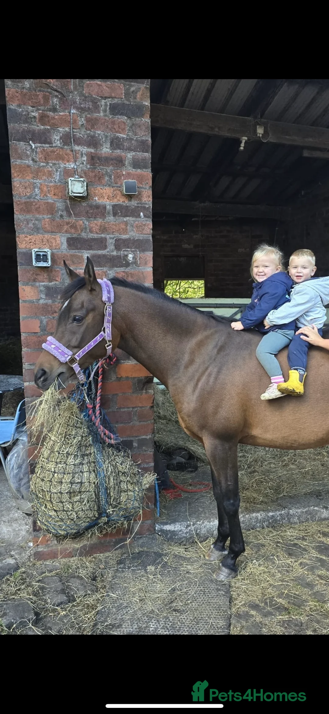 Arabian horse horses for sale: 15hh Bay Arabian Mare - Advert 3