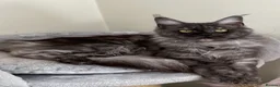 Maine Coon cats for sale: 2 Beautiful Main Coon Babies  - Advert 3