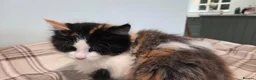 Mixed Breed cats for sale: Kittens For Sale - Advert 10