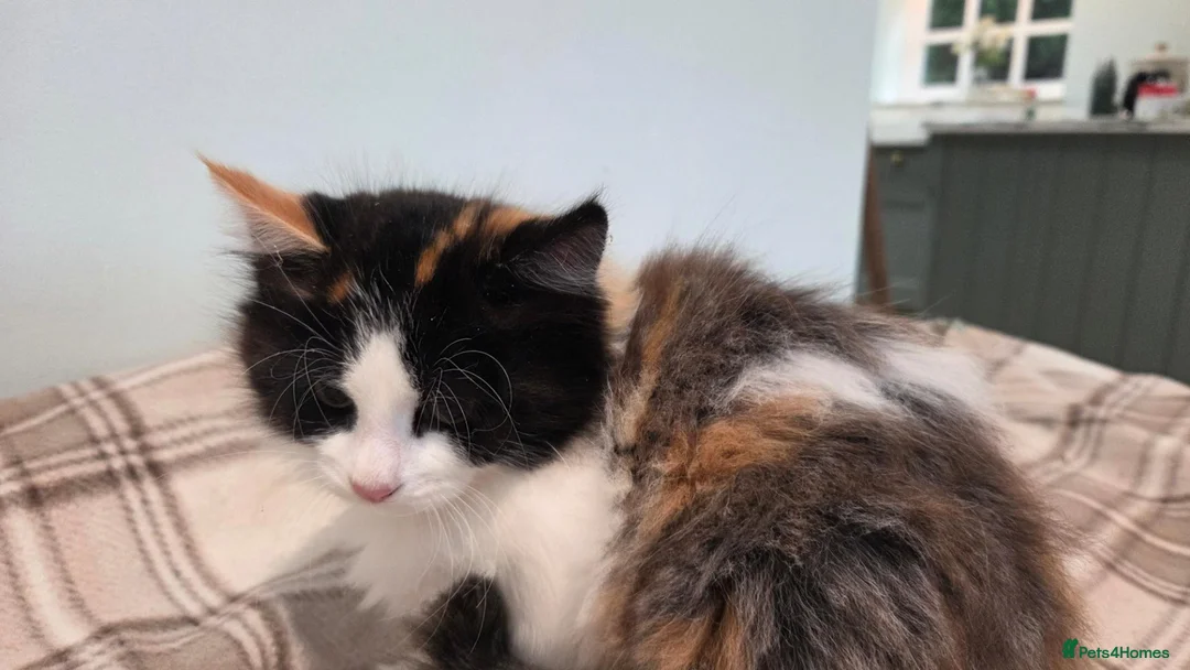 Mixed Breed cats for sale: Kittens For Sale - Advert 10