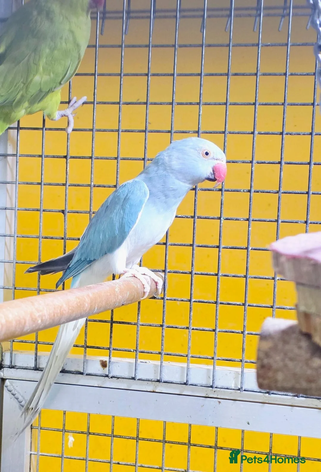 Parrots birds for sale:  Ring Neck Taking Parrots Male and female in Birmingham - Advert 2