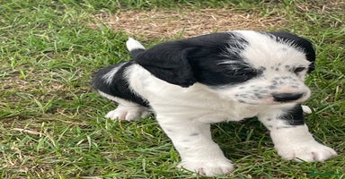 Mixed Breed dogs - Advert 7