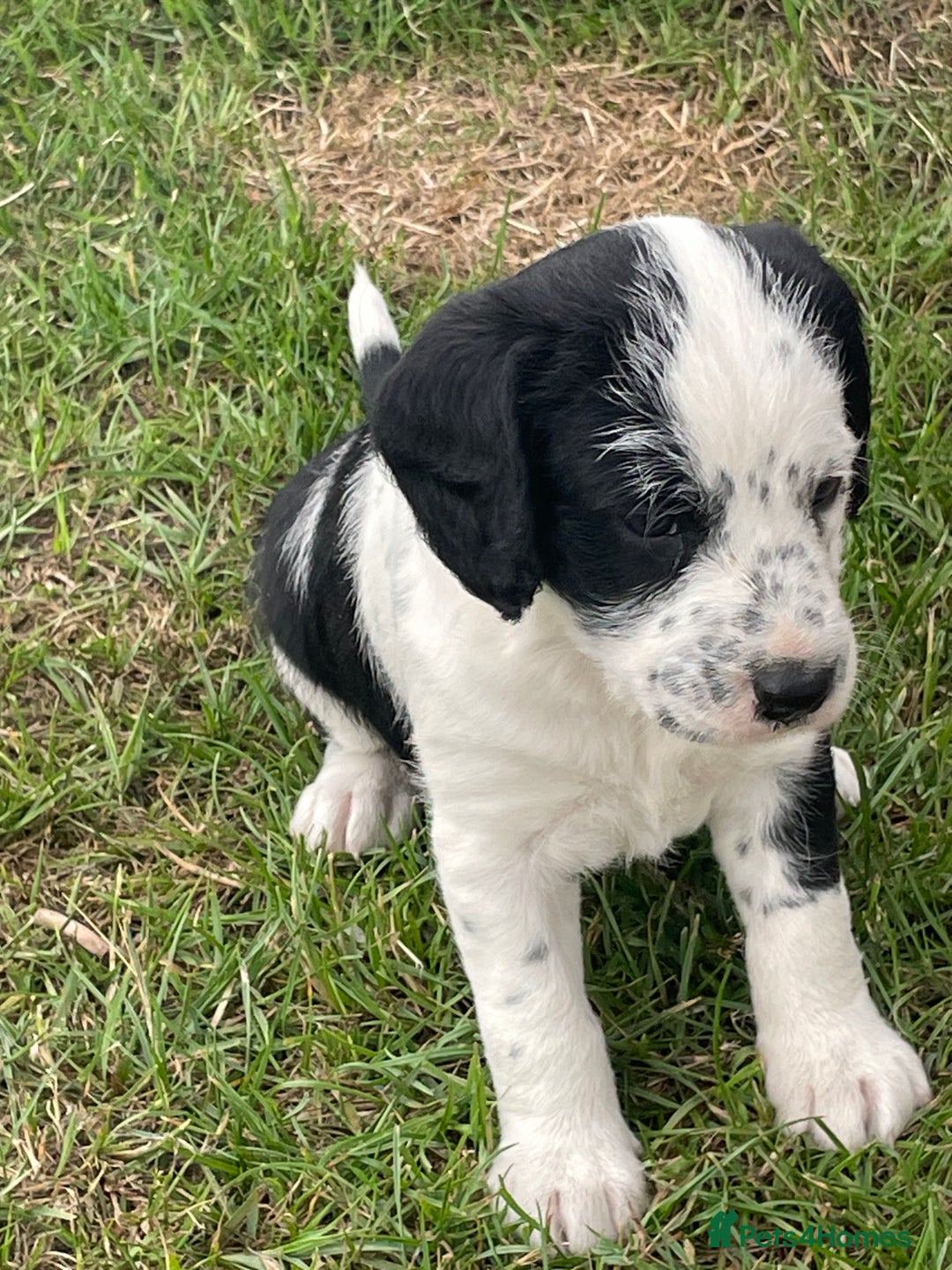 Mixed Breed dogs for sale: Rare Dalmadoodle puppies 🐶 🩷  - Image 3