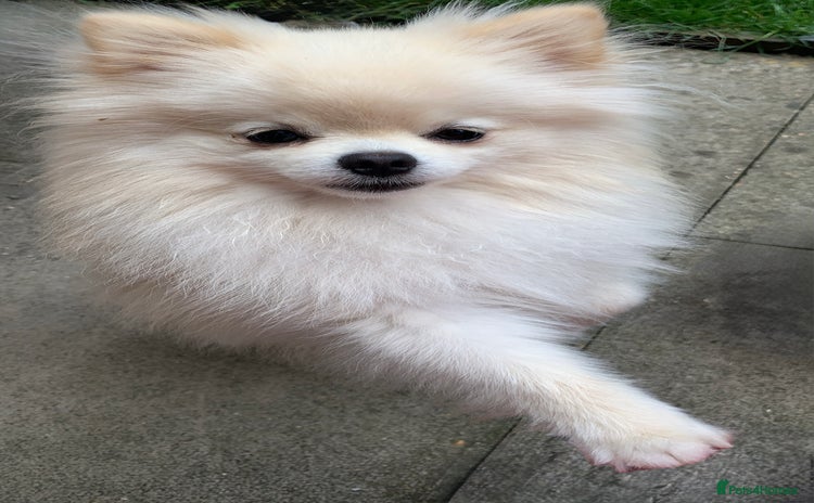 Pomeranian dogs - Advert 1
