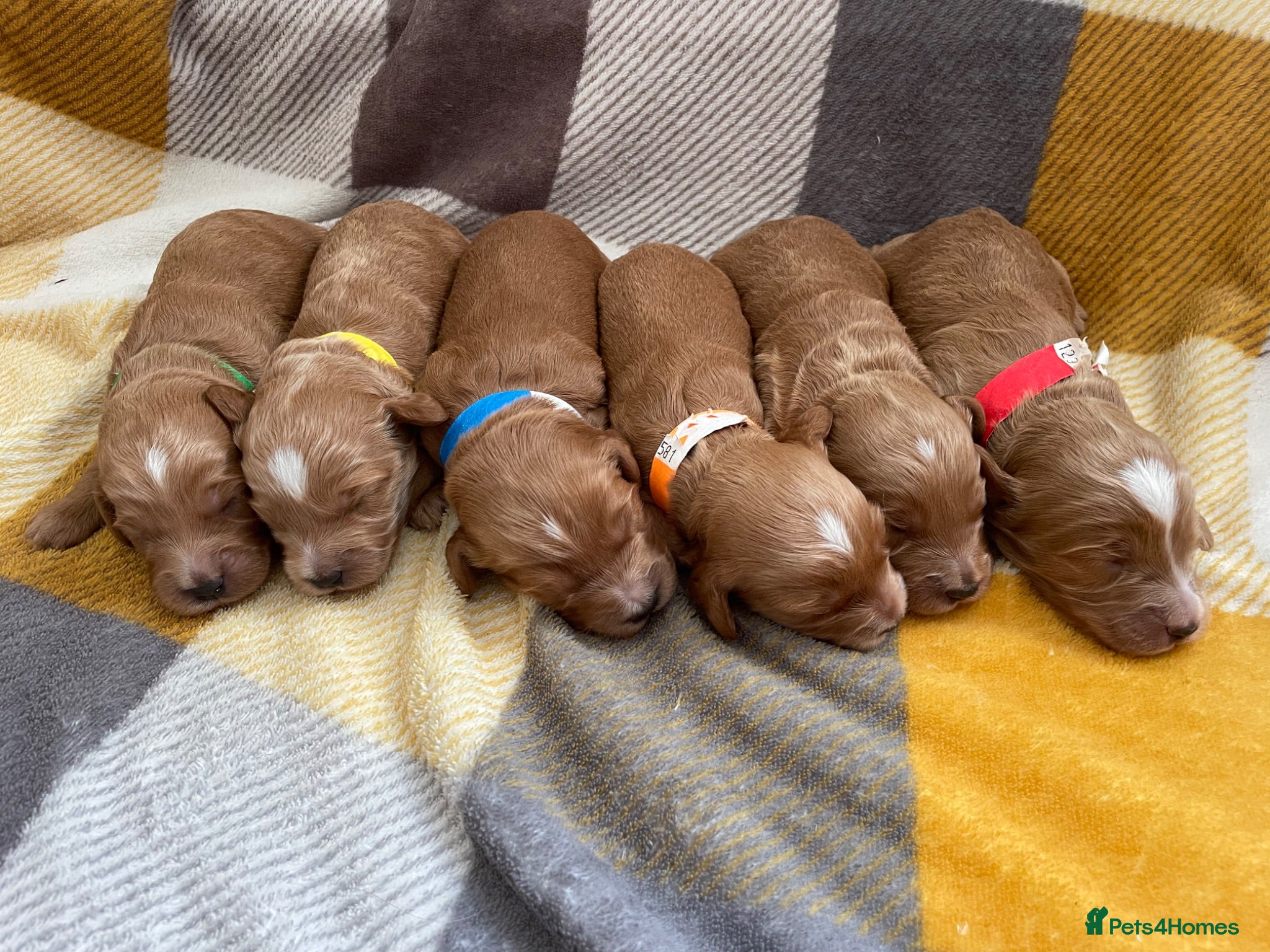 Cockapoo dogs Beautiful litter of cockapoos - Advert 16