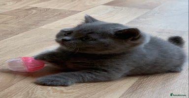 British Shorthair cats - Advert 9