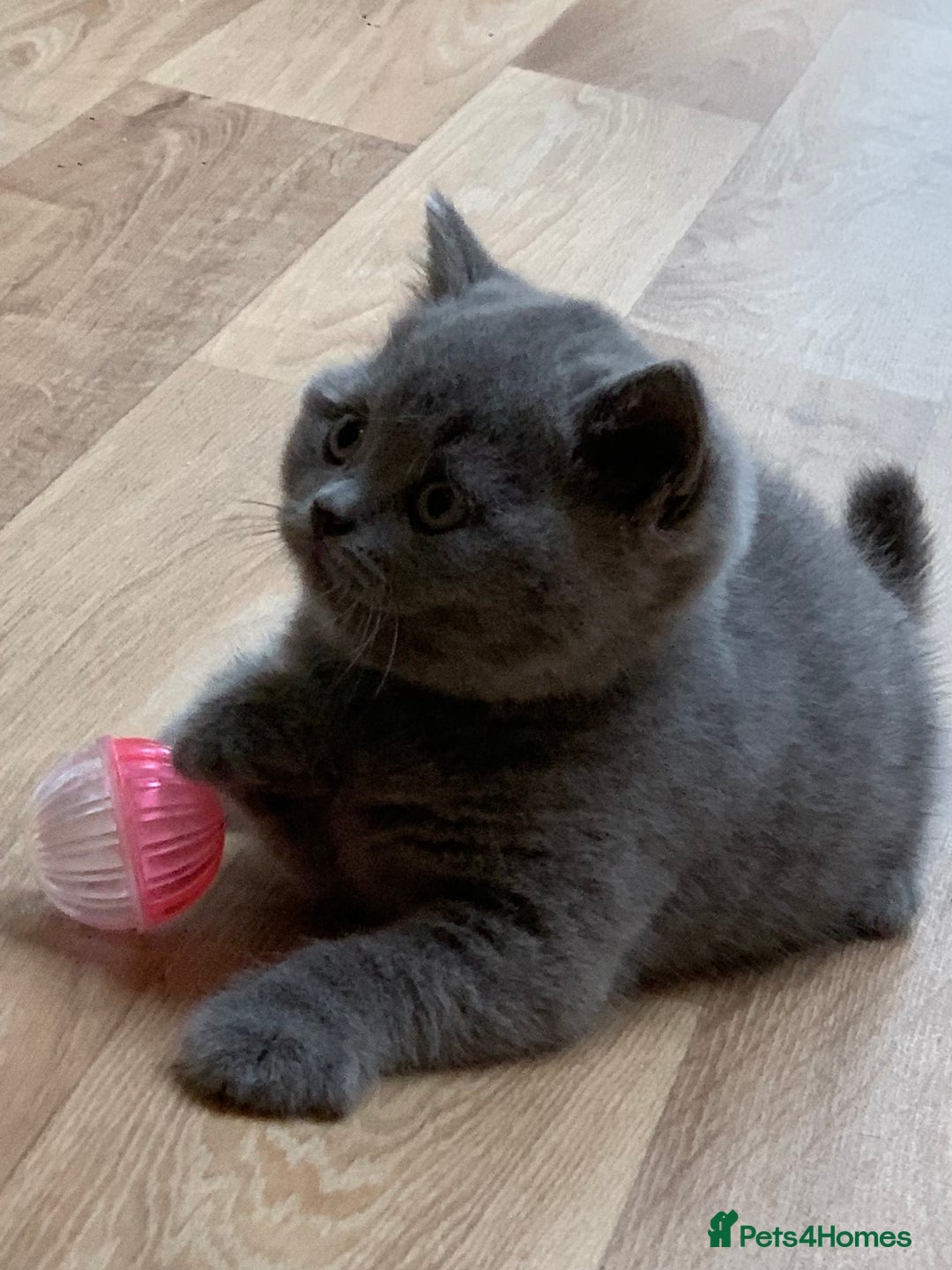 British Shorthair cats for sale: GCCF Pedigree Pure Blue British Shorthair - Advert 2