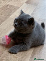 British Shorthair cats - Advert 9