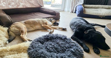 Mixed Breed dogs - Advert 2