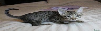 Savannah Kitten 6