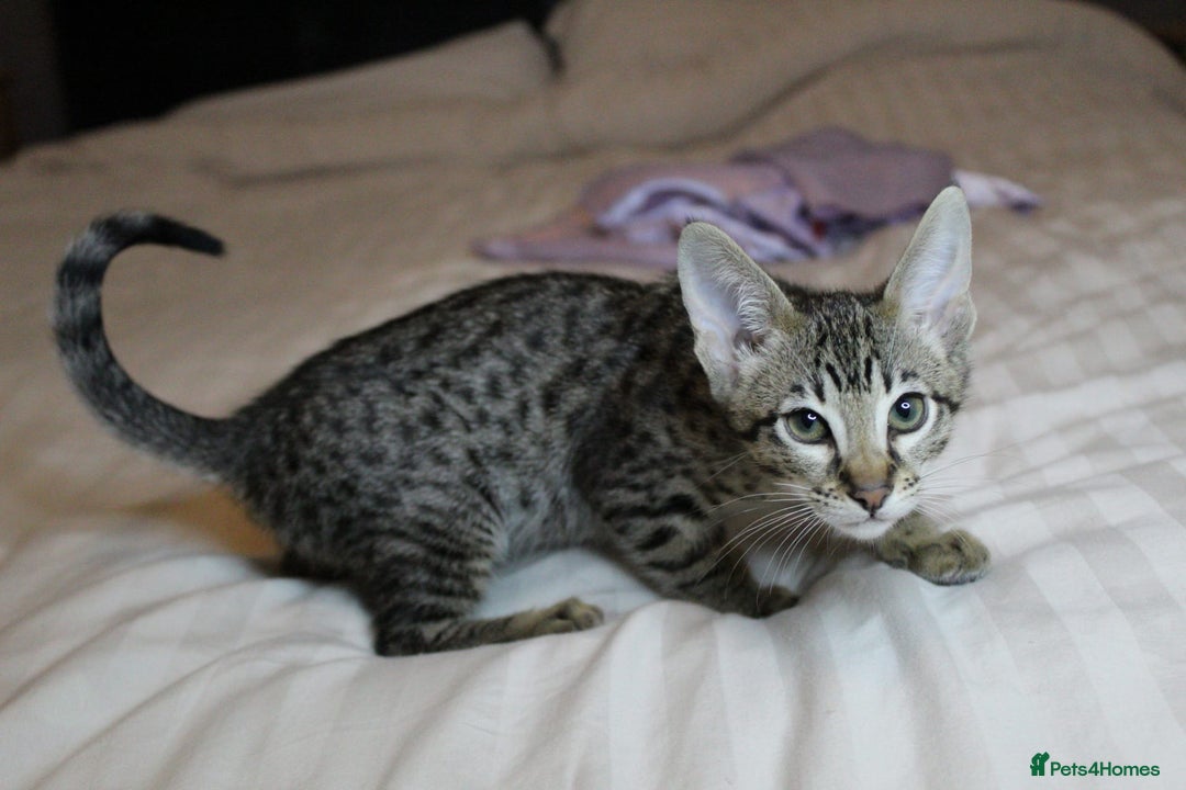 Savannah cats for sale: Stunning Davannah kittens - Advert 21