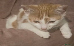 Domestic Shorthair cats for sale: Girl kitten  - Image 4