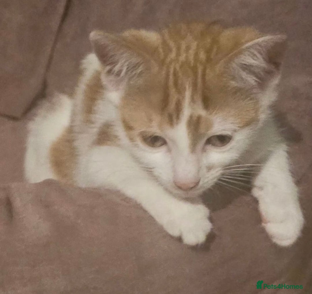 Domestic Shorthair cats for sale: Girl kitten  - Image 4