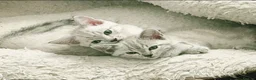 Bengal cats for sale: Snow/Leopard Bengal Kittens - Advert 4