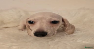 Miniature Dachshund dogs - Advert 2