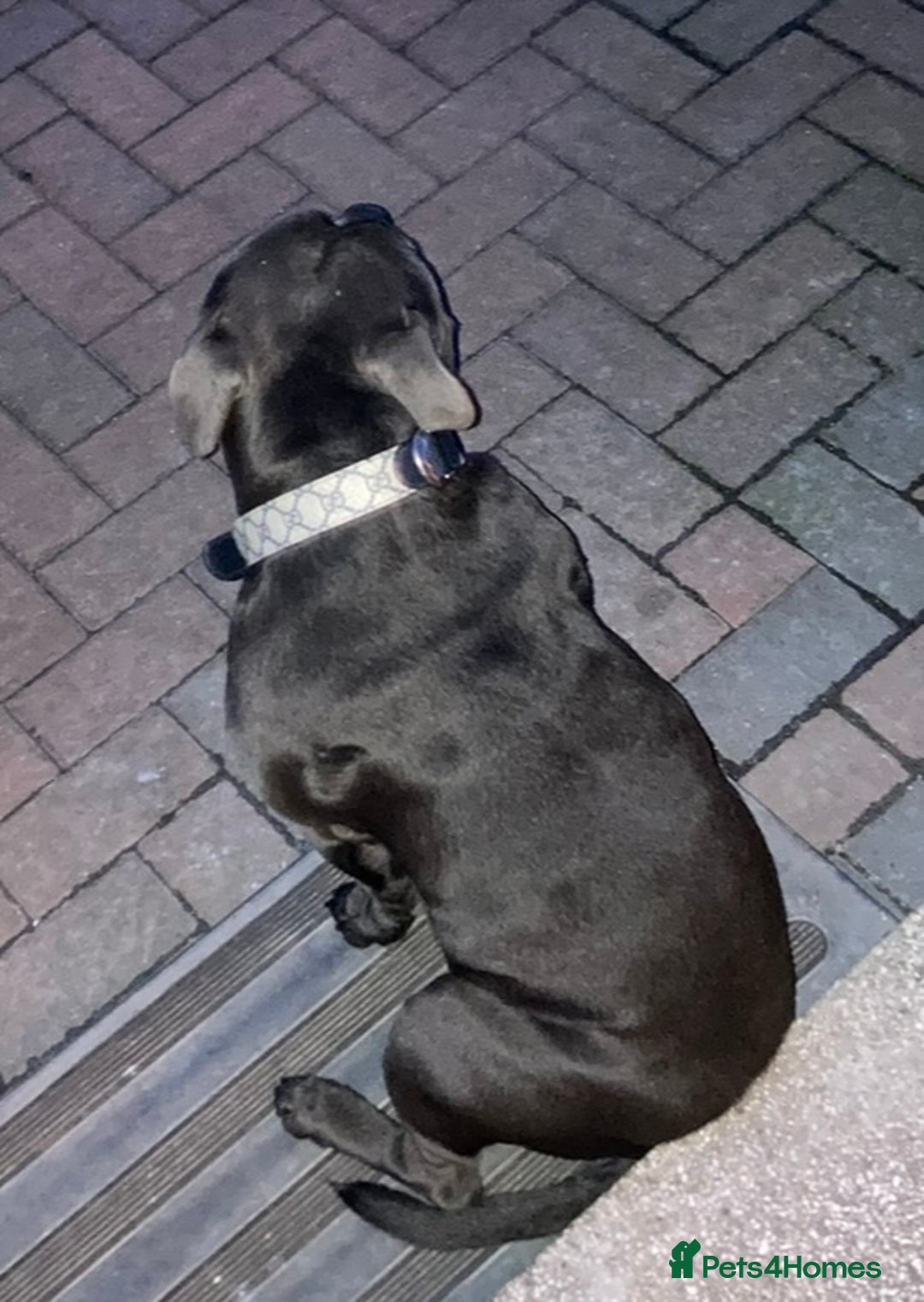 Staffordshire Bull Terrier dogs for sale: KC registered staffordshire bull terrier - Advert 4