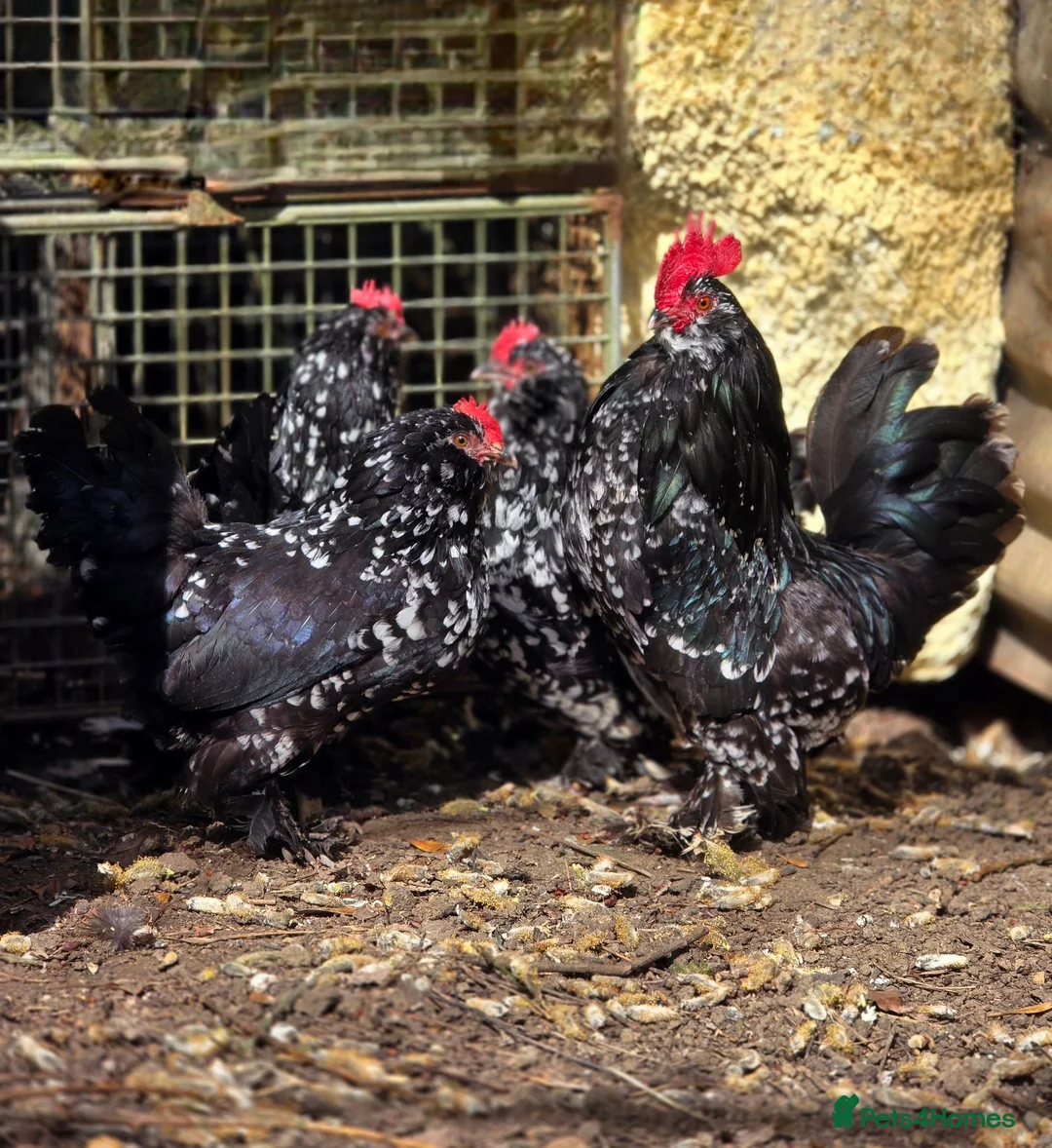 Chickens poultry for sale: Barbu D'uccle - Sexed - Advert 4