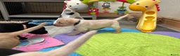Labrador Retriever dogs for sale: Puppy Culture Raised 🐶 Health Tested - Advert 4