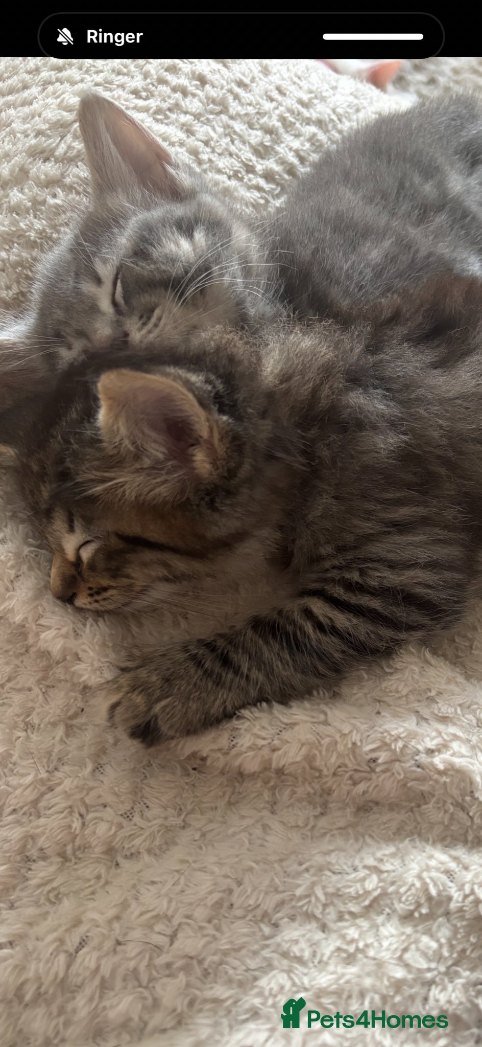 Mixed Breed cats One male one female fluffy kitten - Advert 3