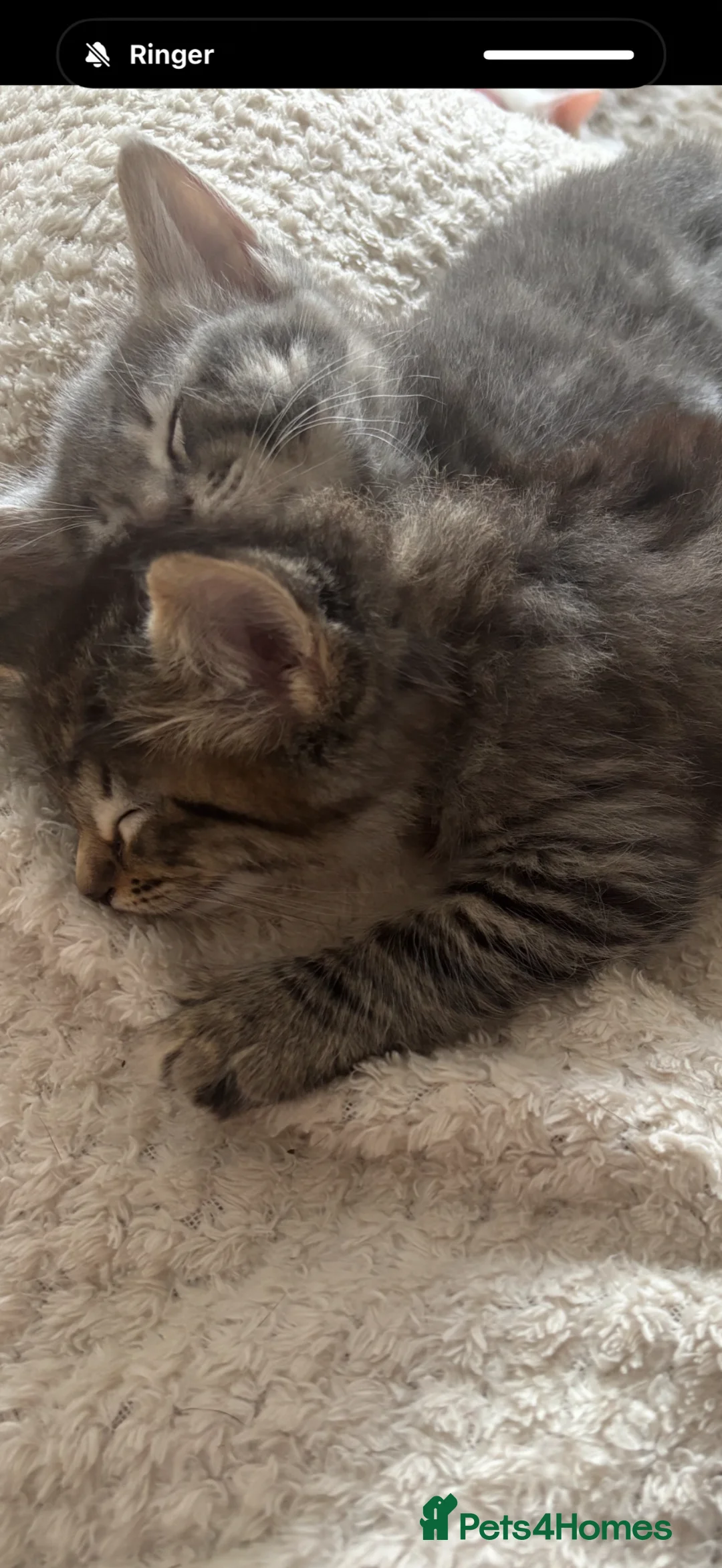 Mixed Breed cats for sale: One male one female fluffy kitten - Advert 1