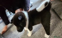 Akita dogs for sale: 🐾 American Akita Puppies for Forever Homes 🐾 - Image 16