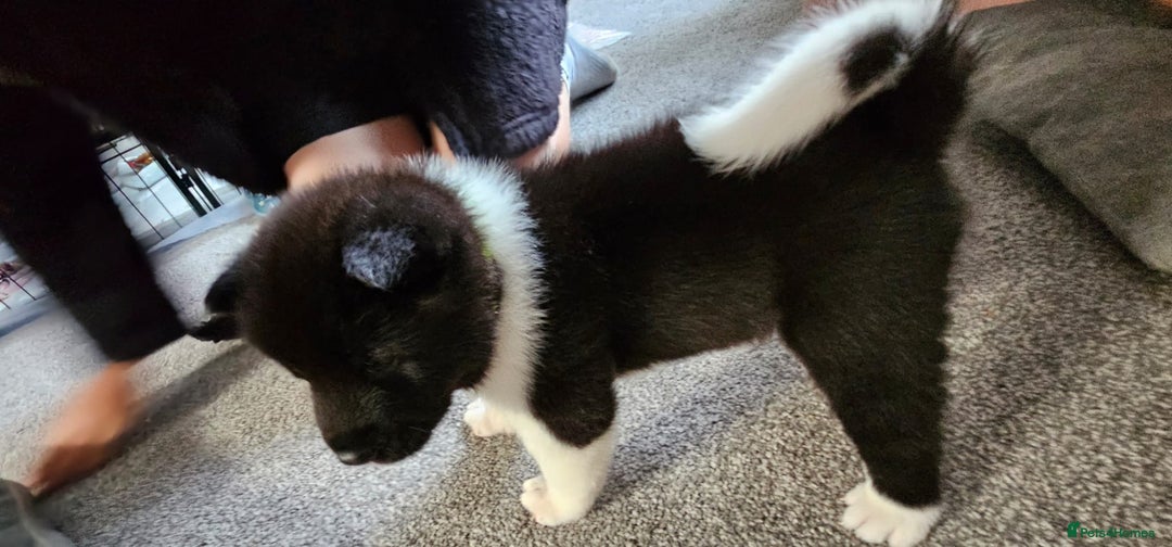 Akita dogs for sale: 🐾 American Akita Puppies for Forever Homes 🐾 - Image 16