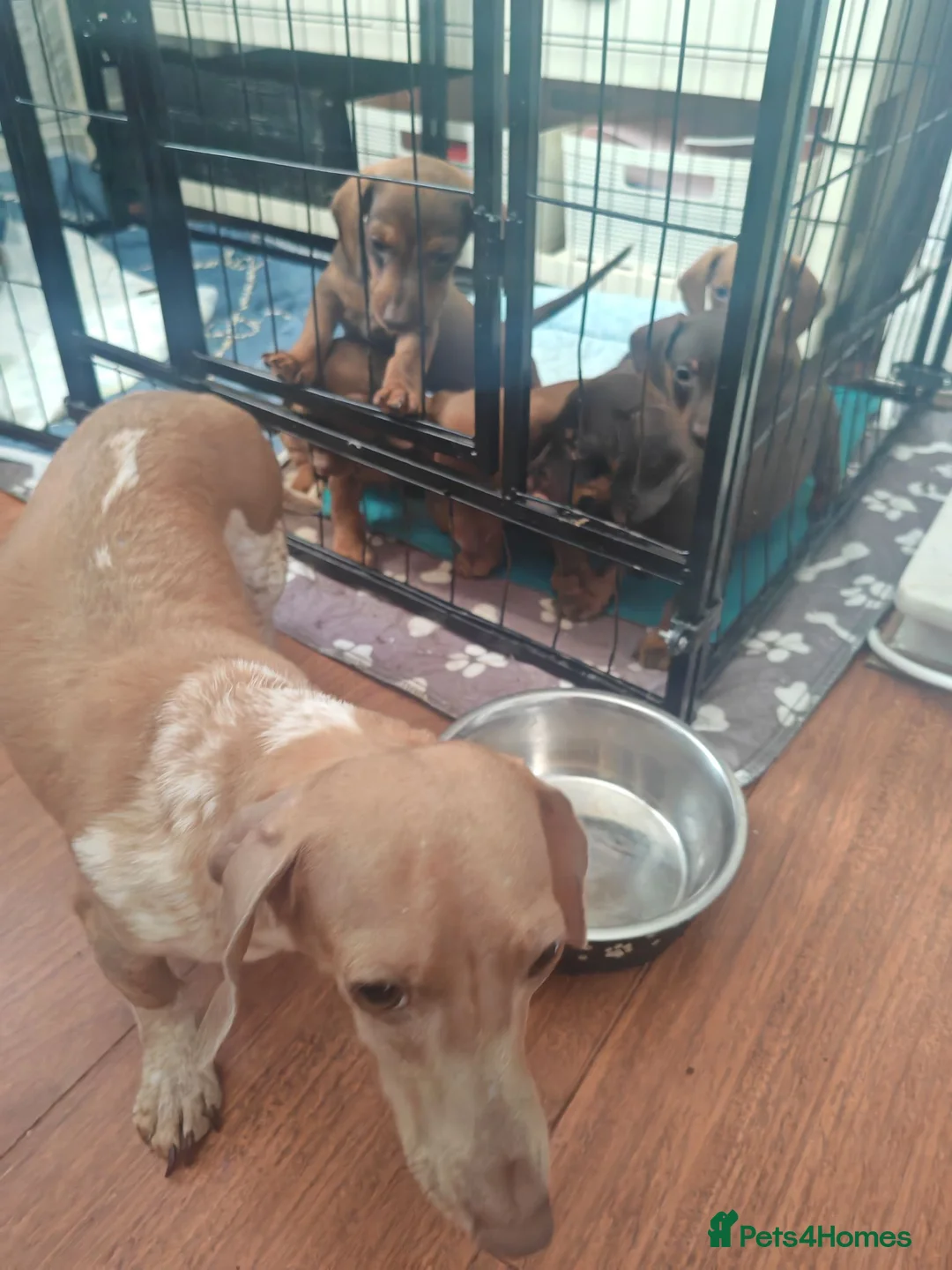 Dachshund dogs for sale: lovely mini dash for sale - Advert 1