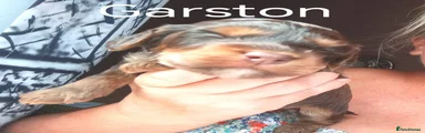 Cockapoo 2
