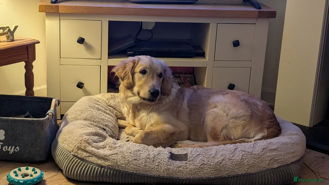 Golden Retriever dogs for sale: 7 months old golden retriever  - Advert 2