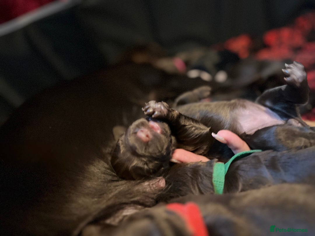 Cocker Spaniel dogs for sale: Cocker spaniels 🐶  - Advert 10