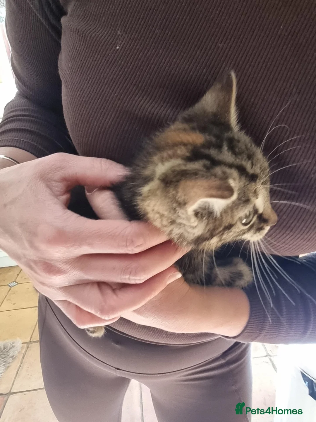 Mixed Breed cats for sale: 3 beautiful girl Kittens for sale ❤️  - Advert 11