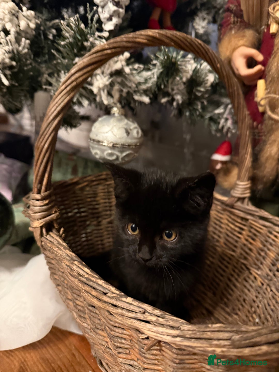 Mixed Breed cats for sale:  **  kittens for Sale  - Advert 5