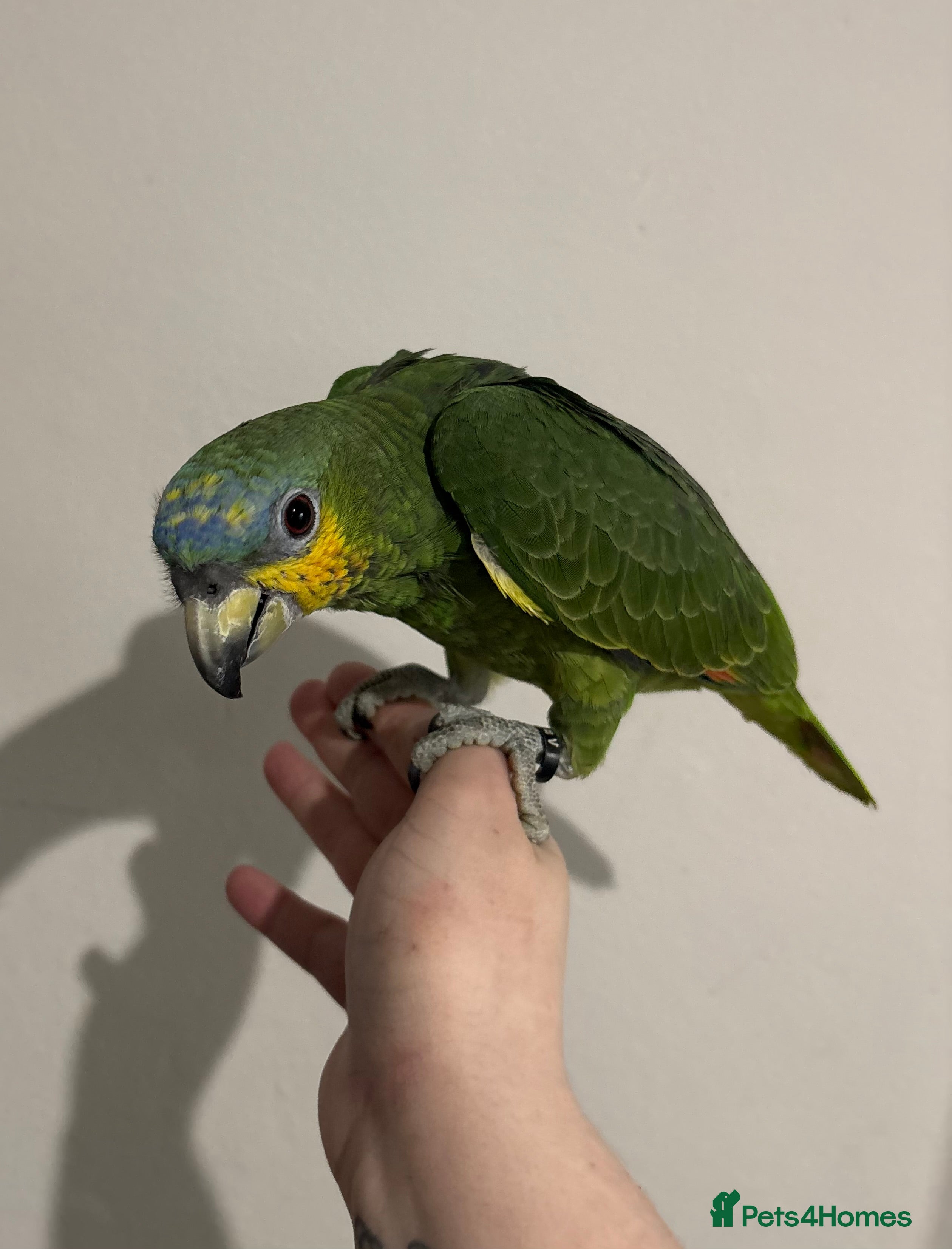 Parrots birds Baby Orange Winged Amazon Very Tame  - Advert 1