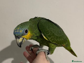 Parrots birds Baby Orange Winged Amazon Very Tame - Advert 1